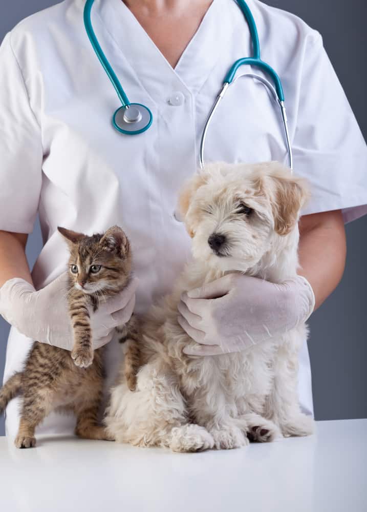 depositphotos_25388201-stock-photo-animal-doctor-closeup-with-pets