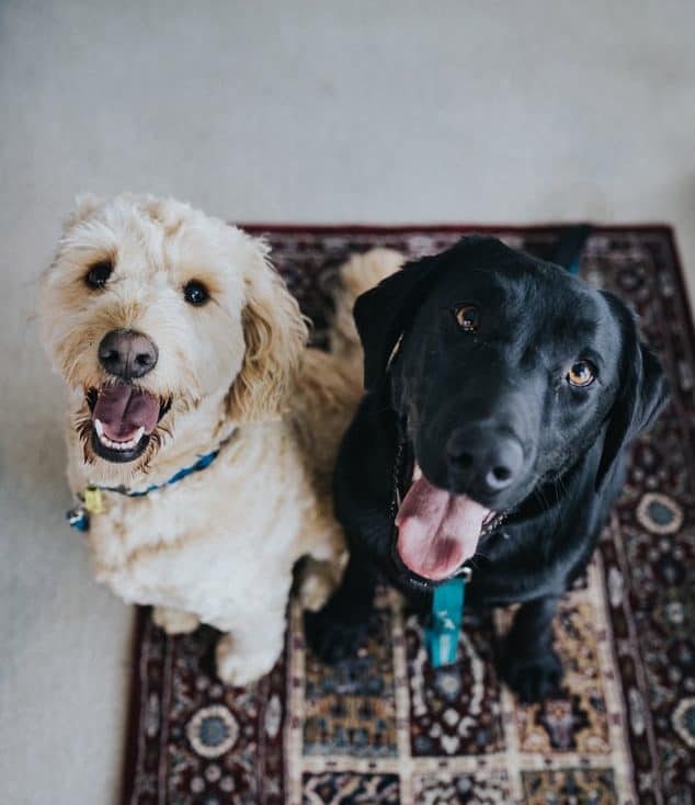 2 dogs sitting pretty